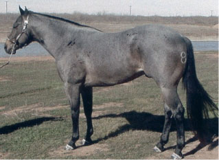 Jbarb Elnino Primero blue roan stallion
